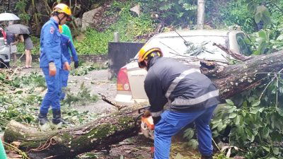 槟岛再现风雨后大树倒塌　5辆轿车被砸毁